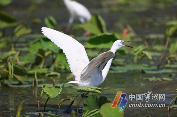 Zilverreigers bewonen het Dongqian-meer