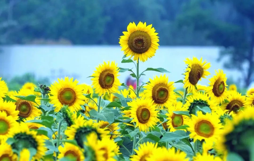 Er zullen vandaag tijdens de zomerzonnewende regen- of onweersbuien zijn in Ningbo